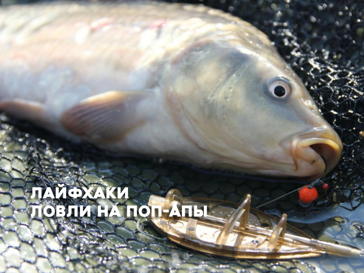 Лайфхаки для поп-ап бойлов: как сделать тактику надёжной и результативной Лайфхаки для поп-ап бойлов: как сделать тактику надёжной и результативной