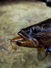Крючок офсетный  Рыболовная империя Fish_Emp OFFSET Size 4 0 Никель 5шт